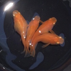 終了⭐️紅帝ダルマ⭐️ 2ペア　種親の画像