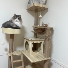 キャットタワー