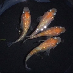 終了⭐️王華系ダルマ⭐️ 2ペア　種親の画像