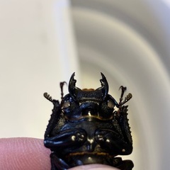 ホワイトアイ血統オオクワガタ幼虫3頭セットの画像