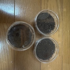 ホワイトアイ血統オオクワガタ幼虫3頭セットの画像