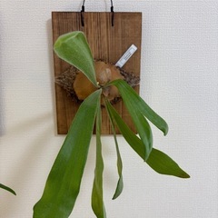 観葉植物　ビカクシダ　ビフルカツム
