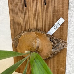 観葉植物　ビカクシダ　ビフルカツムの画像