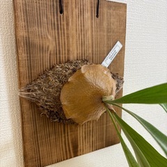 観葉植物　ビカクシダ　ビフルカツムの画像