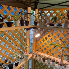 16時半〜20時植物販売してます🍀