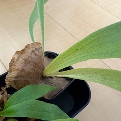 観葉植物　ビカクシダ　レモイネイの画像