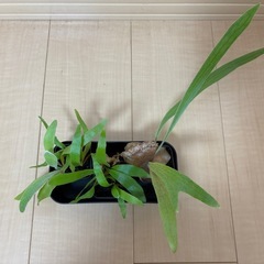 観葉植物　ビカクシダ