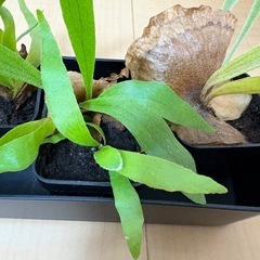 観葉植物　ビカクシダ　レモイネイの画像
