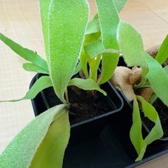 観葉植物　ビカクシダ　レモイネイの画像