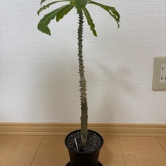 塊根植物　パキポディウム