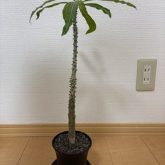 塊根植物　パキポディウムの画像
