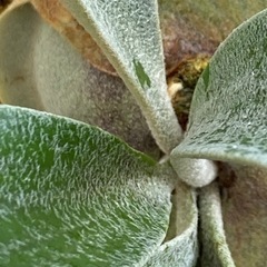 【観葉植物】ビカクシダ  バンナ#Aの画像
