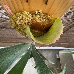 【観葉植物】ビカクシダ  バンナ#Aの画像