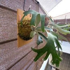 【観葉植物】ビカクシダ  バンナ#Aの画像