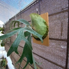 【観葉植物】ビカクシダ  バンナ#Aの画像