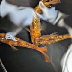 メダカ　めだか　紅華キッシングワイドフィン　卵30個の画像