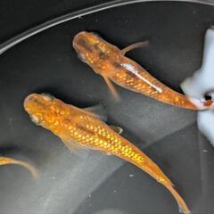 メダカ　めだか　紅華キッシングワイドフィン　卵30個の画像