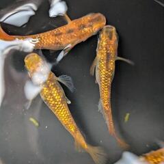 メダカ　めだか　紅華キッシングワイドフィン　卵30個の画像