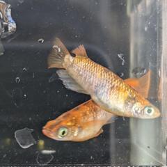 メダカ　めだか　紅華キッシングワイドフィン　卵30個の画像