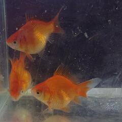 金魚 玉サバ 昨年生まれ 3匹  サイズ4～5センチ 可愛いサイズです。 きんぎょ メダカ 水槽 水草 ビオトープ の画像