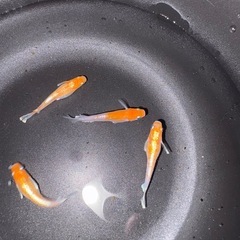 メダカ　レッドクリフ紅白　稚魚