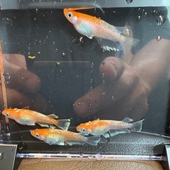 メダカ　レッドクリフ紅白　稚魚の画像