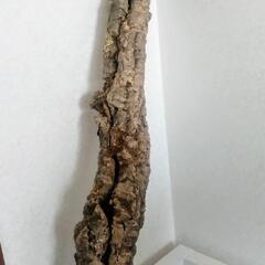 新品未使用【ポルトガル産】69cm キャノン型 コルク樹皮 ビバリウム テラリウム エアプランツ ビカクシダ 洋蘭 爬虫類 両生類 小動物 着生植物 コルクの画像