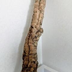 新品未使用【ポルトガル産】69cm キャノン型 コルク樹皮 ビバリウム テラリウム エアプランツ ビカクシダ 洋蘭 爬虫類 両生類 小動物 着生植物 コルクの画像