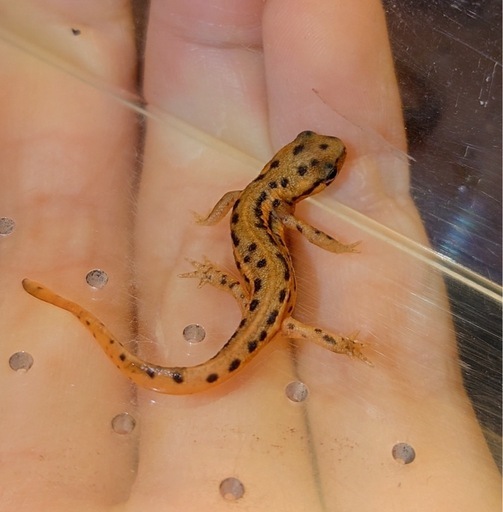 アカハライモリ福江島中部産2025CB 幼体 (ばなな) 京成曳舟のその他の 