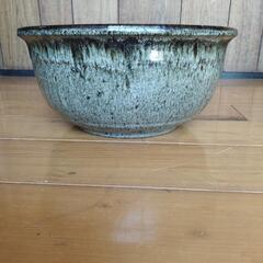 睡蓮鉢ですの画像