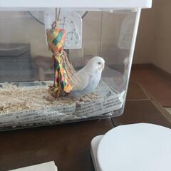 セキセイインコ　生後約1ヶ月