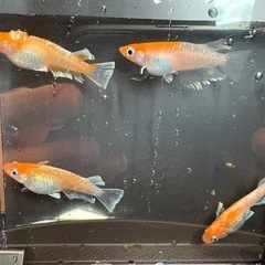 メダカ　レッドクリフ紅白　針子
稚魚10匹の画像