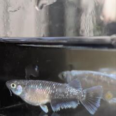 メダカ　豪鬼　卵30個の画像