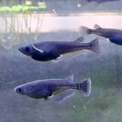 オロチ　めだか　卵、針子、稚魚　①の画像