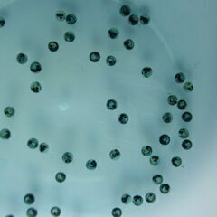 オロチ　めだか　卵、針子、稚魚　①の画像