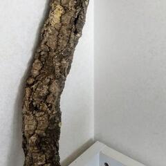 新品未使用【ポルトガル産】62cm キャノン型 コルク樹皮 ビバリウム テラリウム エアプランツ ビカクシダ 洋蘭 爬虫類 両生類 小動物 着生植物 コルクの画像