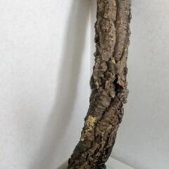 新品未使用【ポルトガル産】62cm キャノン型 コルク樹皮 ビバリウム テラリウム エアプランツ ビカクシダ 洋蘭 爬虫類 両生類 小動物 着生植物 コルクの画像