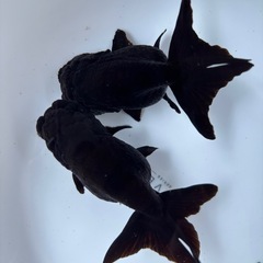 金魚 ★黒らんちゅう 稚魚★ ‪☆写真の個体全部で300円‪☆  約2cm前後の画像