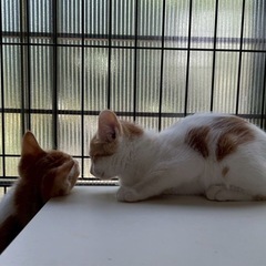 美男子兄弟猫２ヶ月半 - 猫