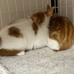 美男子兄弟猫２ヶ月半 - 里親募集