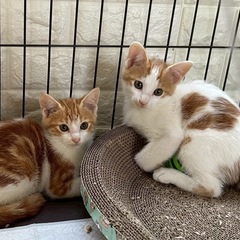 美男子兄弟猫２ヶ月半の画像