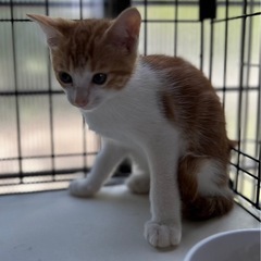 美男子兄弟猫２ヶ月半 - 所沢市