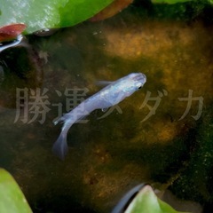 【紫陽花:ペア】勝運メダカ  