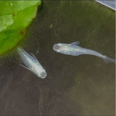 【紫陽花:ペア】勝運メダカ  の画像
