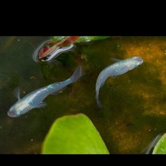 【紫陽花:ペア】勝運メダカ  の画像