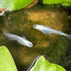 【紫陽花:ペア】勝運メダカ  の画像