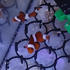天然カクレクマノミ２匹