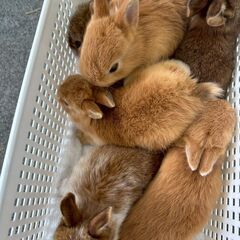6月３日生まれのうさぎ - 昭島市