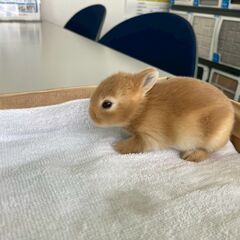 6月３日生まれのうさぎ - その他