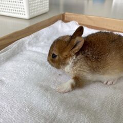 6月３日生まれのうさぎ − 東京都